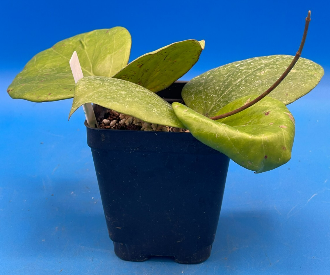 Hoya Balaensis Fully Rooted Rare Hoyas - XL Super Healthy! Grown In 3.5" pot (2)