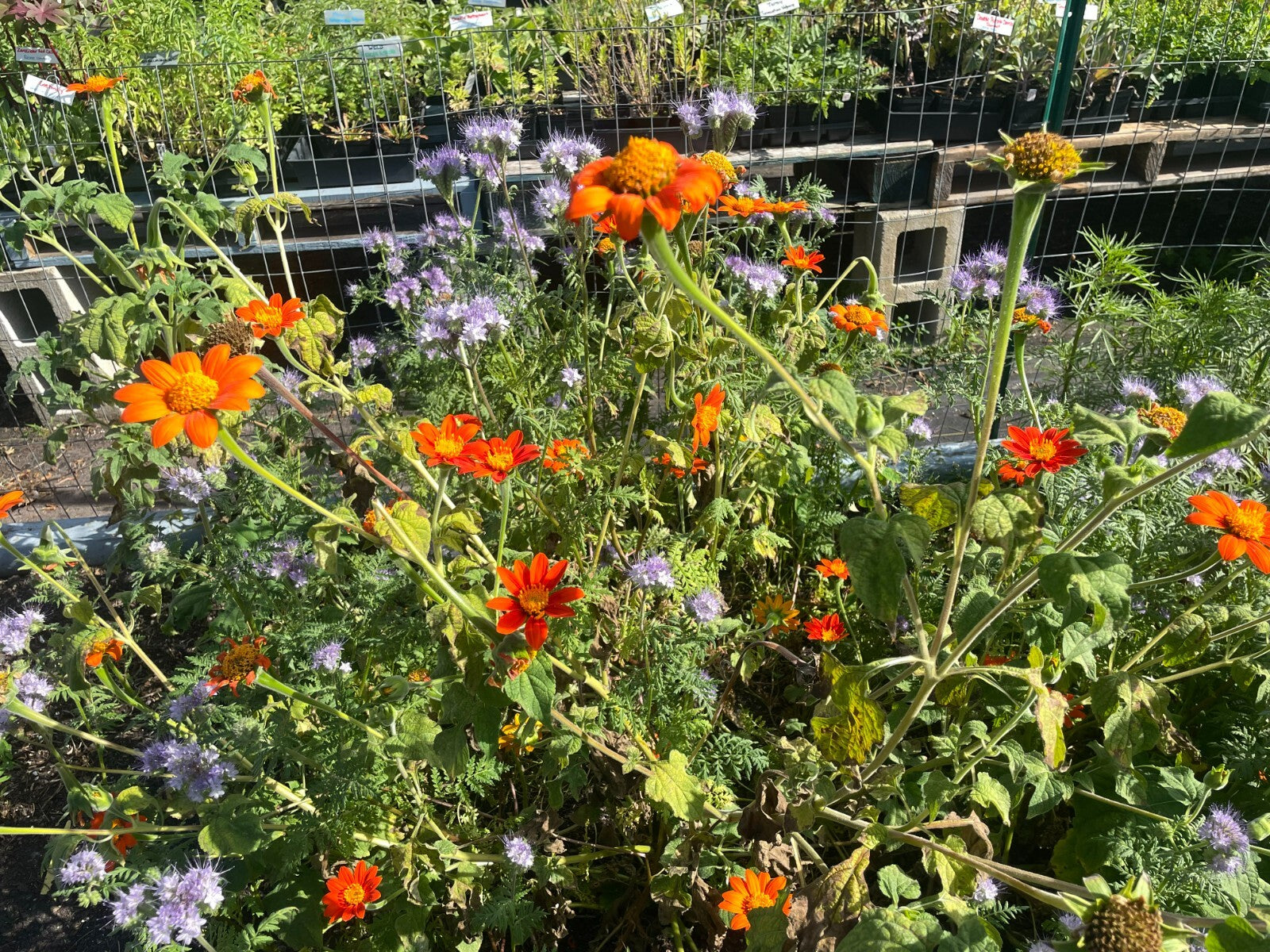 Mexican Sunflower Live Plant 3" Starter Pot - Tithonia Rotundifolia