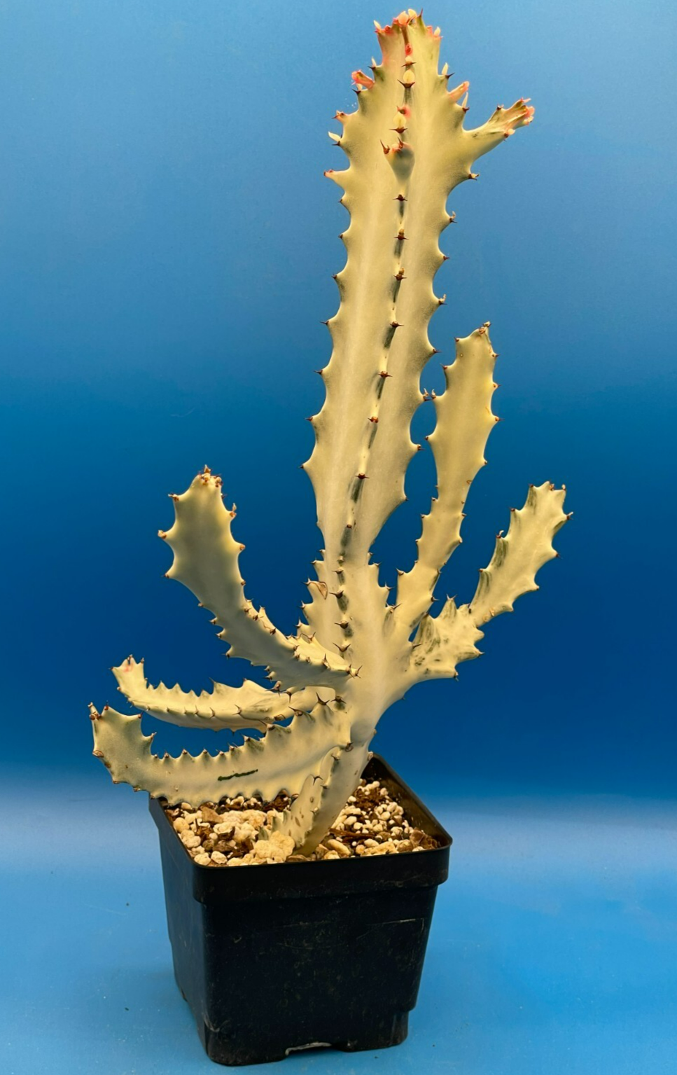 White Ghost Cactus Euphorbia Lactea 4.5" Super Healthy! The Four Armed Freak !-)