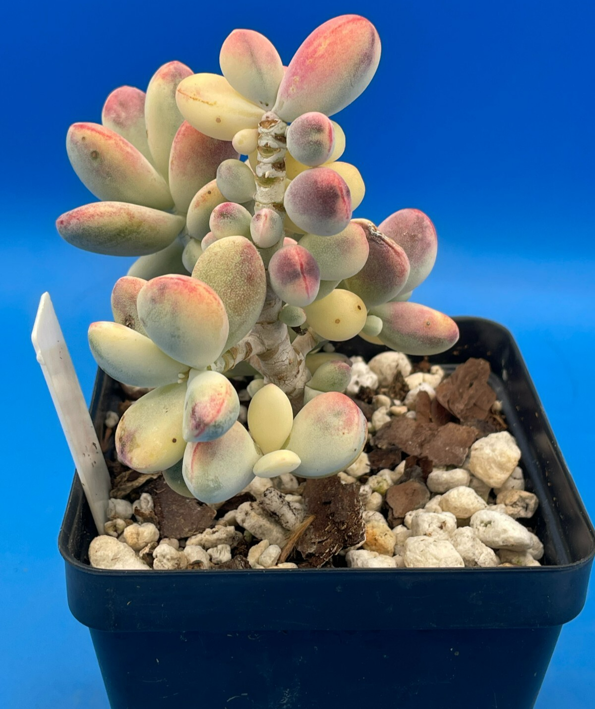 Cotyledon Orbiculata Var Oophylla f. Variegata! EXACT PLANT! Rare! 3.5" Pot (1)