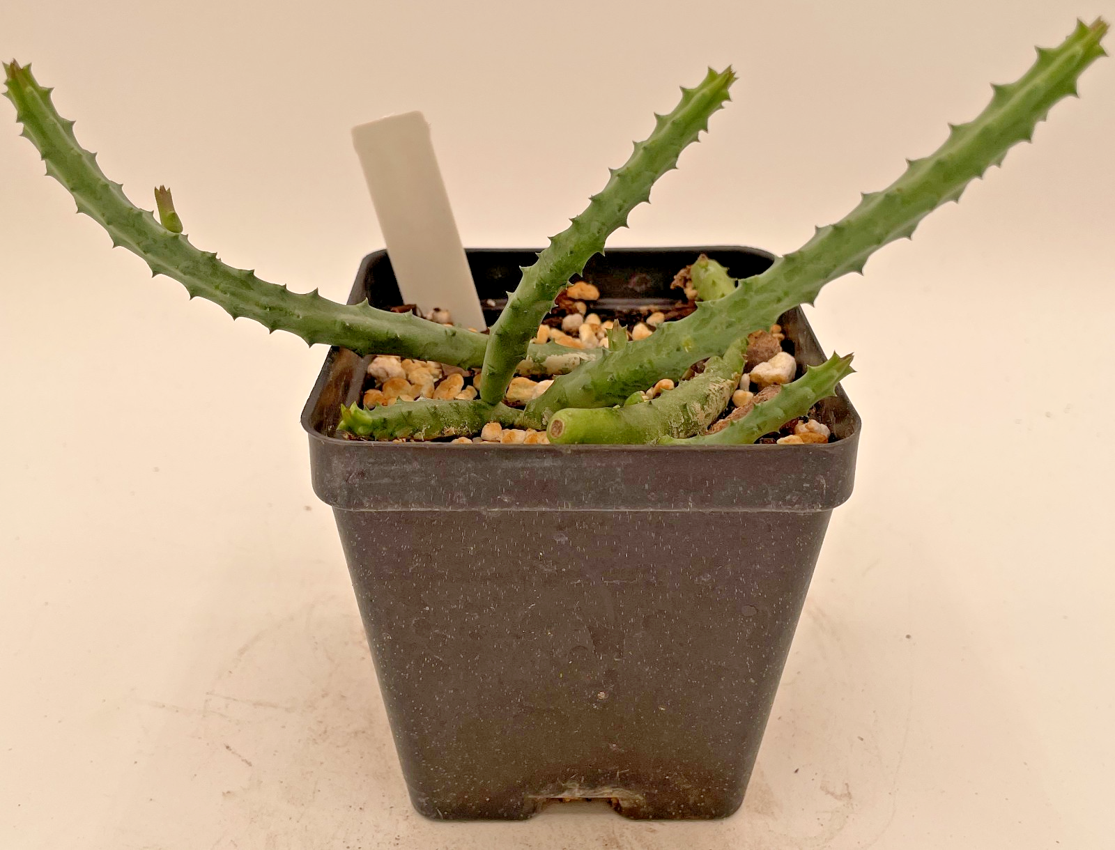 Huernia pendurata ROOTED And Growing In 3.5" Pot - Much Bigger Than A Cutting!