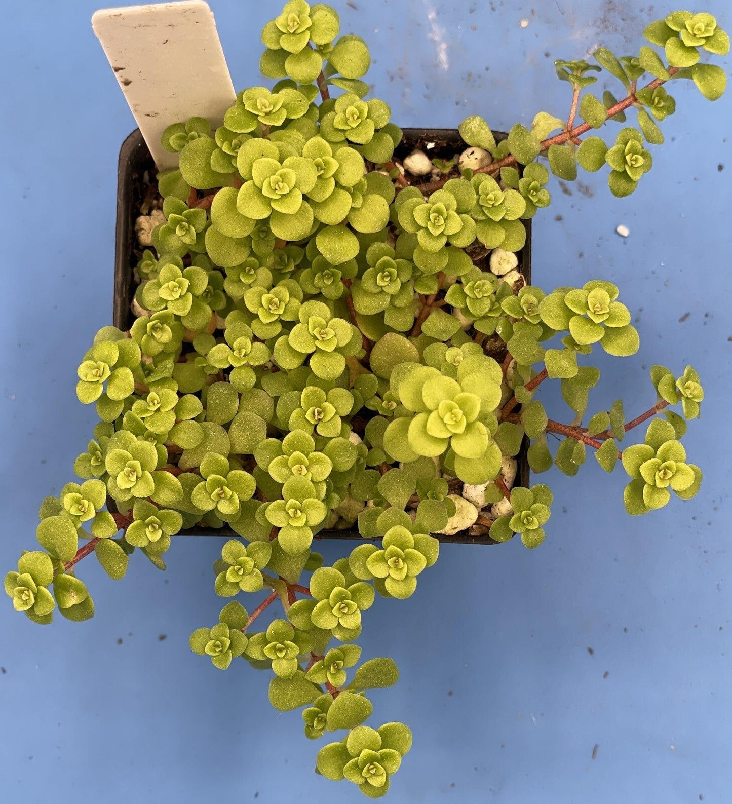 Sedum Ogon - Ships in 3” pot - Rock Gardens, Hanging Baskets, Ground Cover