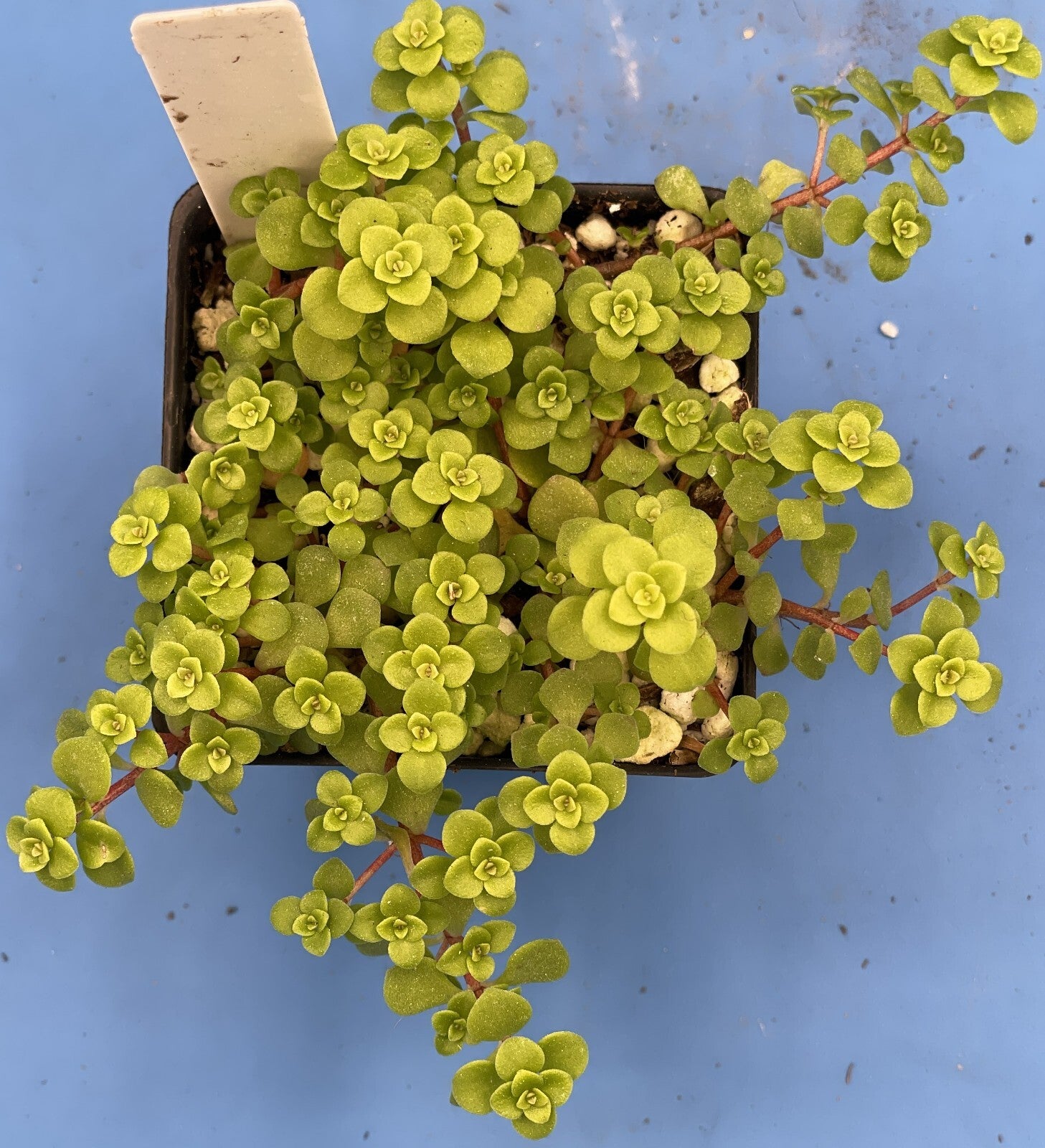 Sedum Ogon - Ships in 3” pot - Rock Gardens, Hanging Baskets, Ground Cover