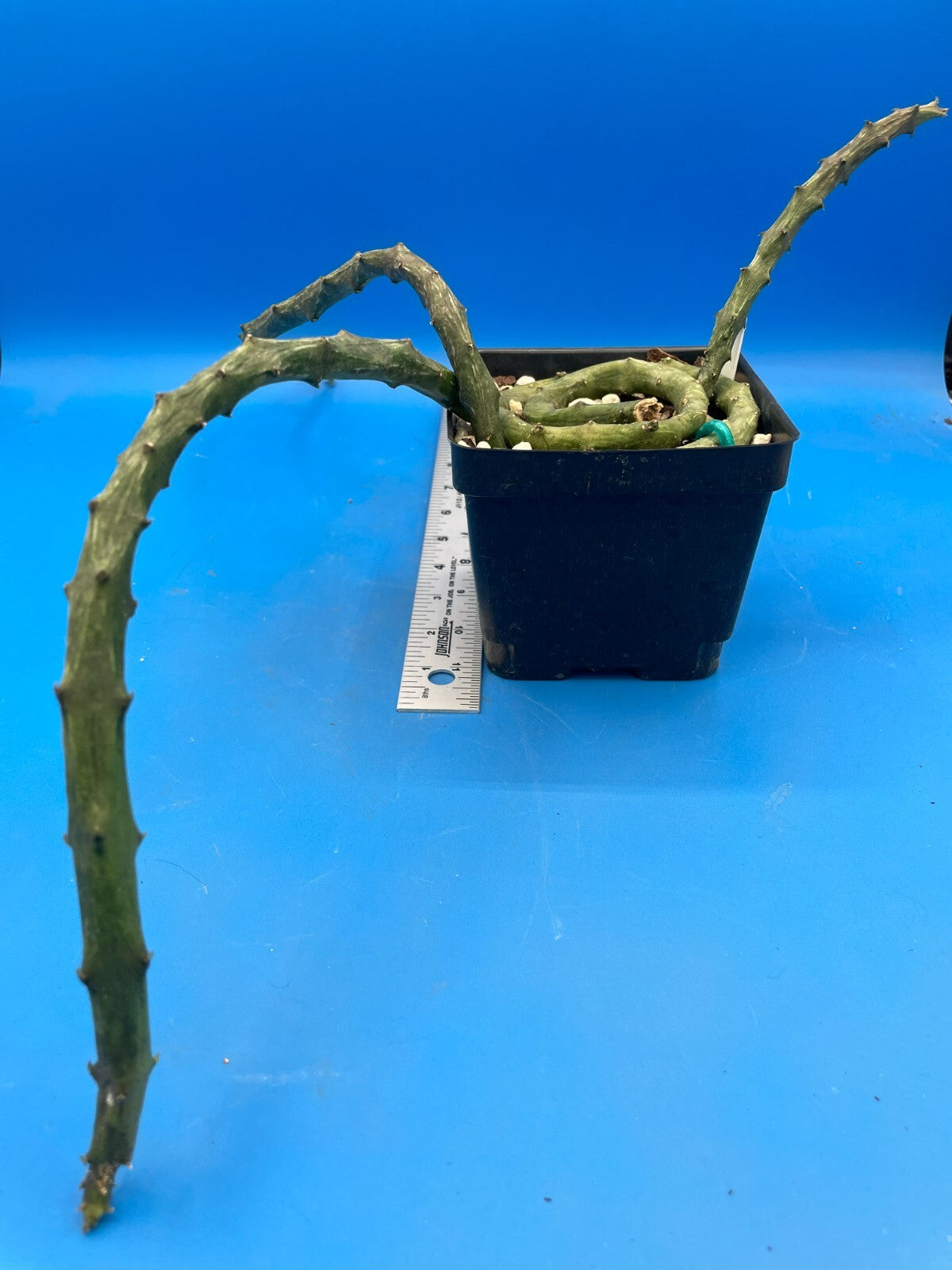 Ceropegia Stapeliformis in 4.5" Pot HUGE! Blooming Size! VERY RARE!