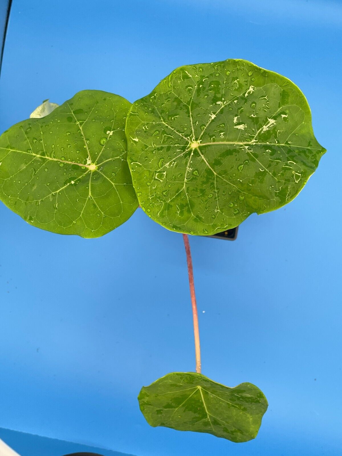 Buddha Belly Jatropha Starter Plant - Jatropha Podagrica Grows Caudex !