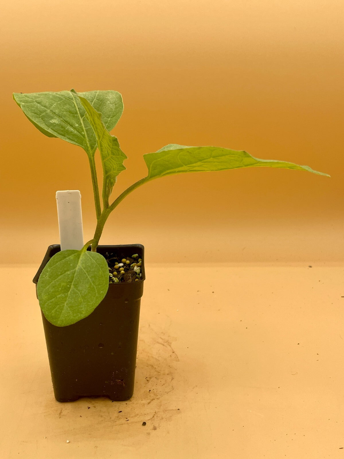 Eggplant, Black Beauty Starter Plant Solanum Melongena ‘Black Beauty’  In 3" Pot