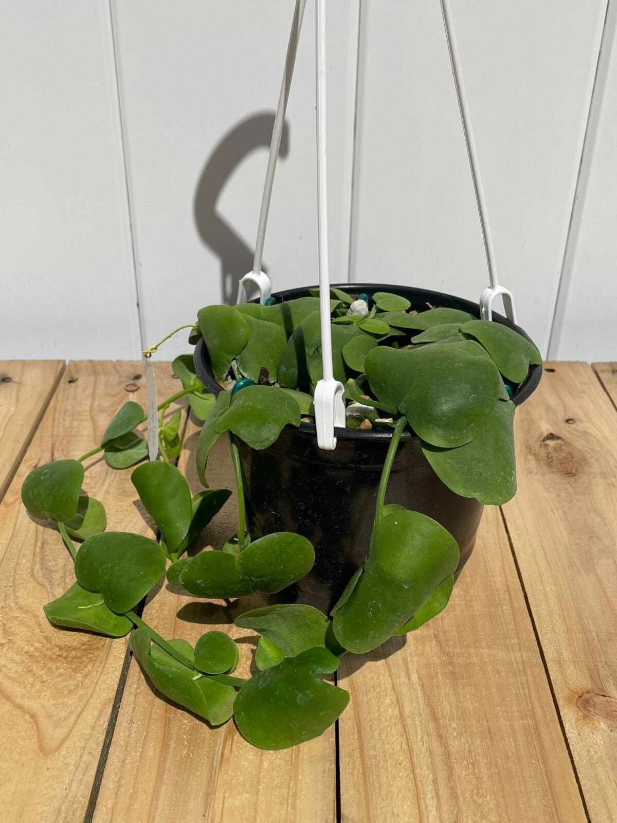 Dischidia Platyphylla - 6” Hanging Basket Pot- Super Healthy!! (1)