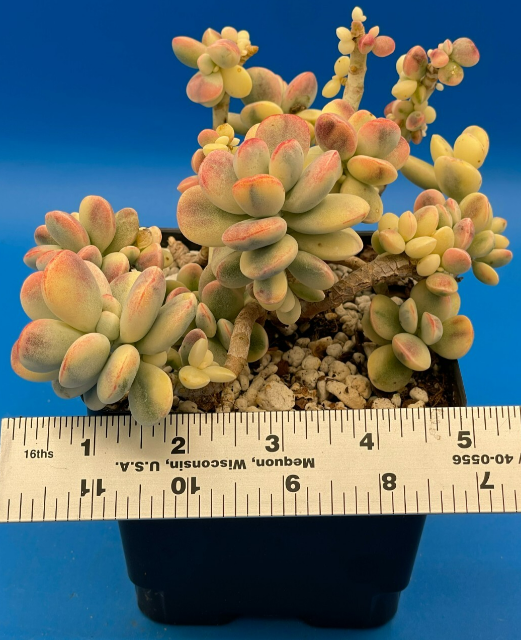 Cotyledon Orbiculata Var Oophylla f. Variegata! EXACT PLANT! Rare! 4.5" Pot (2)