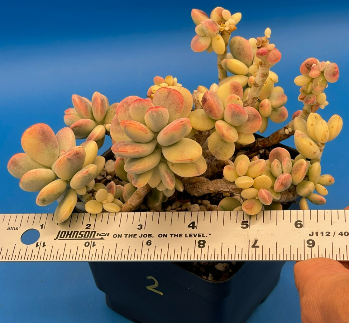 Cotyledon Orbiculata Var Oophylla f. Variegata! EXACT PLANT! Rare! 4.5" Pot (2)
