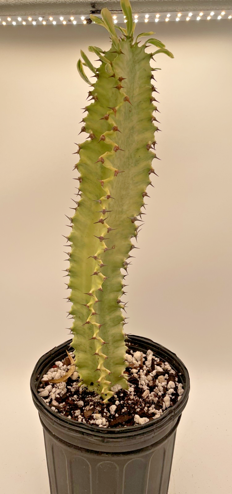 Euphorbia Ammak Variegata - In Gallon Pot - Super Healthy! No Ship to Cali Or AZ