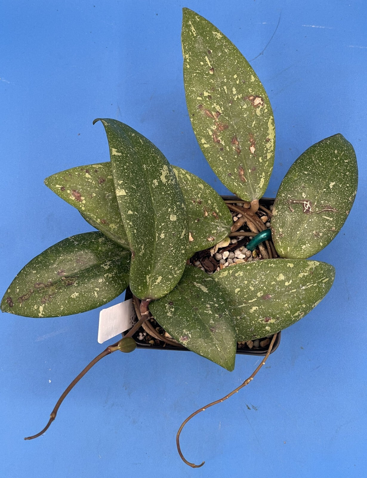 Hoya 'Vietnam AH001'  RARE! Exact Plant! Rooted  Grown In 3.5" Pot (1)