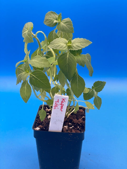Temperate Tulsi Starter Plant - Kapoor Tulsi - Ocimum Sp - Awesome Fruity Aroma!