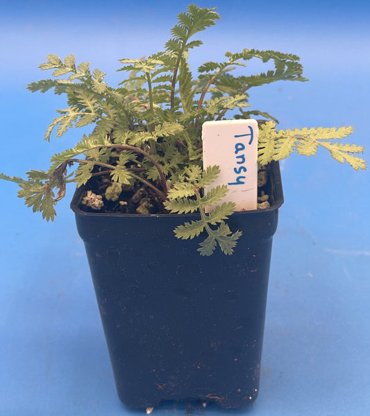 Tansy Live Plant 3" Starter Pot - Tanacetum vulgare