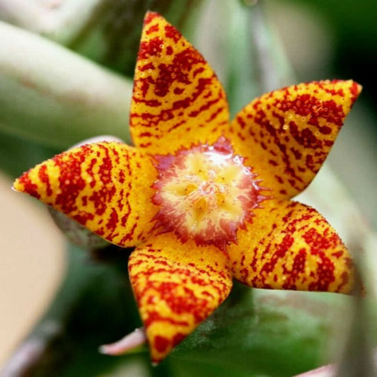 Orbea Schweinfurthii  3.5" Pot WELL ROOTED! Orange Carrion Flower