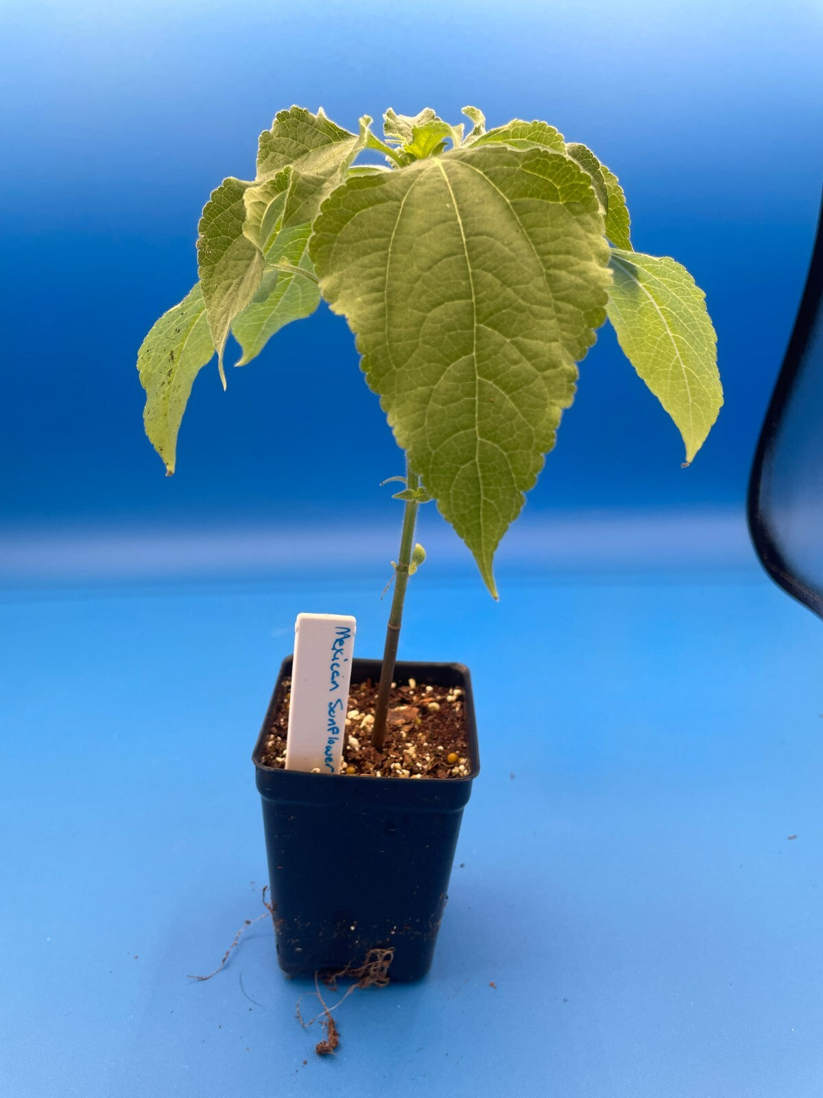 Mexican Sunflower Live Plant 3" Starter Pot - Tithonia Rotundifolia