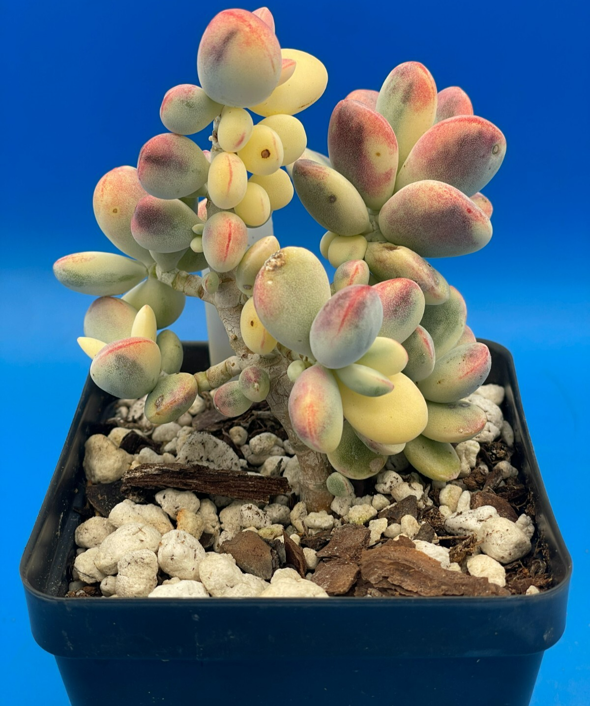 Cotyledon Orbiculata Var Oophylla f. Variegata! EXACT PLANT! Rare! 3.5" Pot (1)