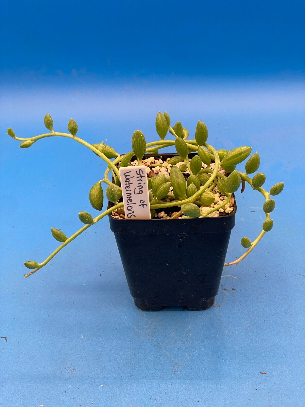 String of Watermelons - Curio herreanus - Ships in 3.5” Pot