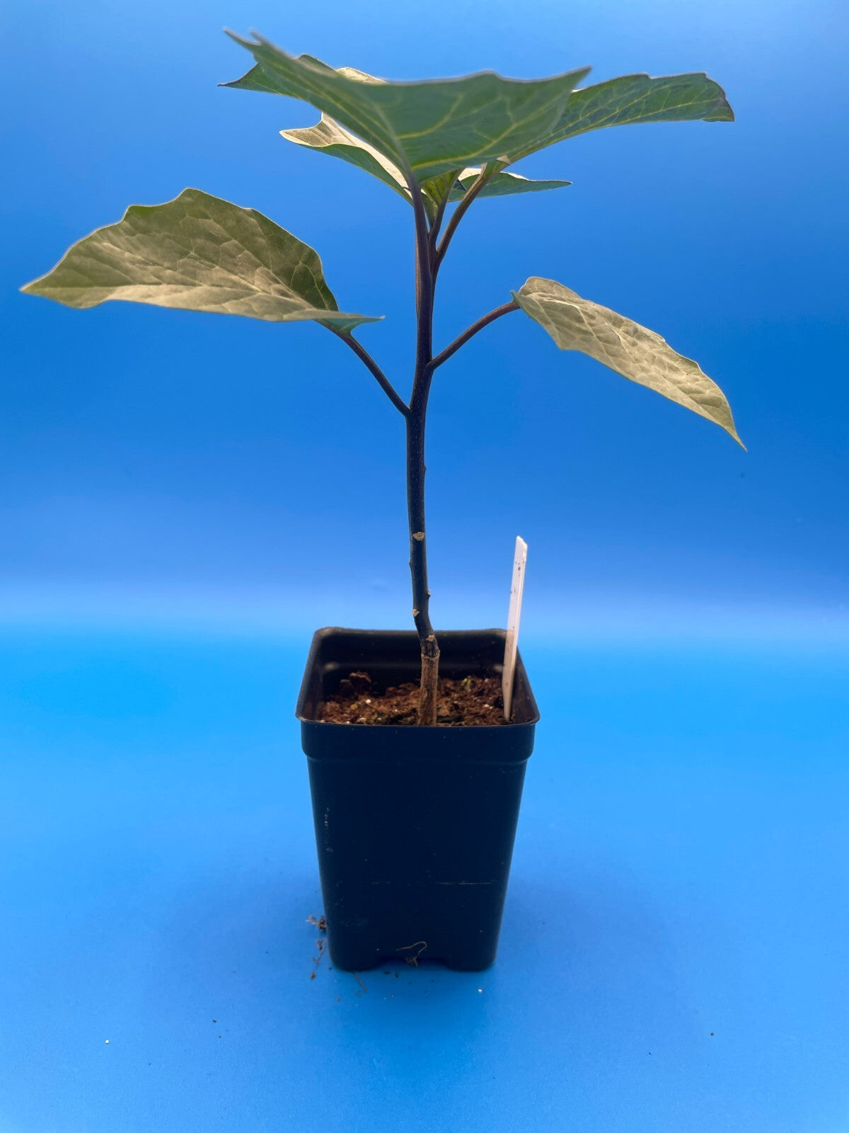 Devil’s Trumpet Live Plant 3" Starter Pot - Datura Metel