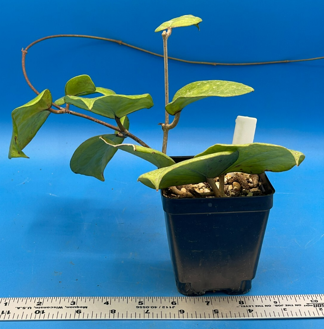 Hoya Balaensis Fully Rooted - Rare Hoyas XL Super Healthy! Grown In 3.5" pot (1)