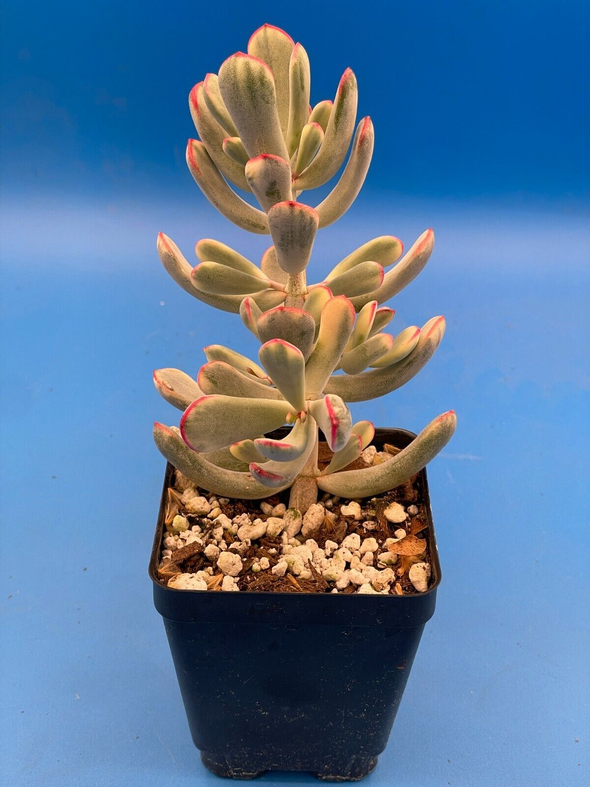 Cotyledon Orbiculata Flanaganii f. variegata! Rare! 3.5" Pot