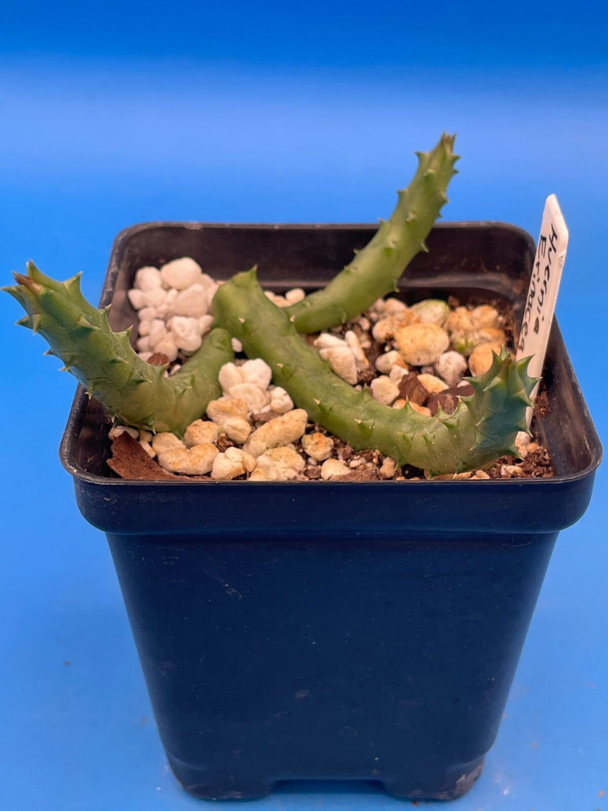 Huernia Erinacea ROOTED And Growing In 3.5" Pot