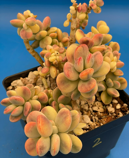 Cotyledon Orbiculata Var Oophylla f. Variegata! EXACT PLANT! Rare! 4.5" Pot (2)