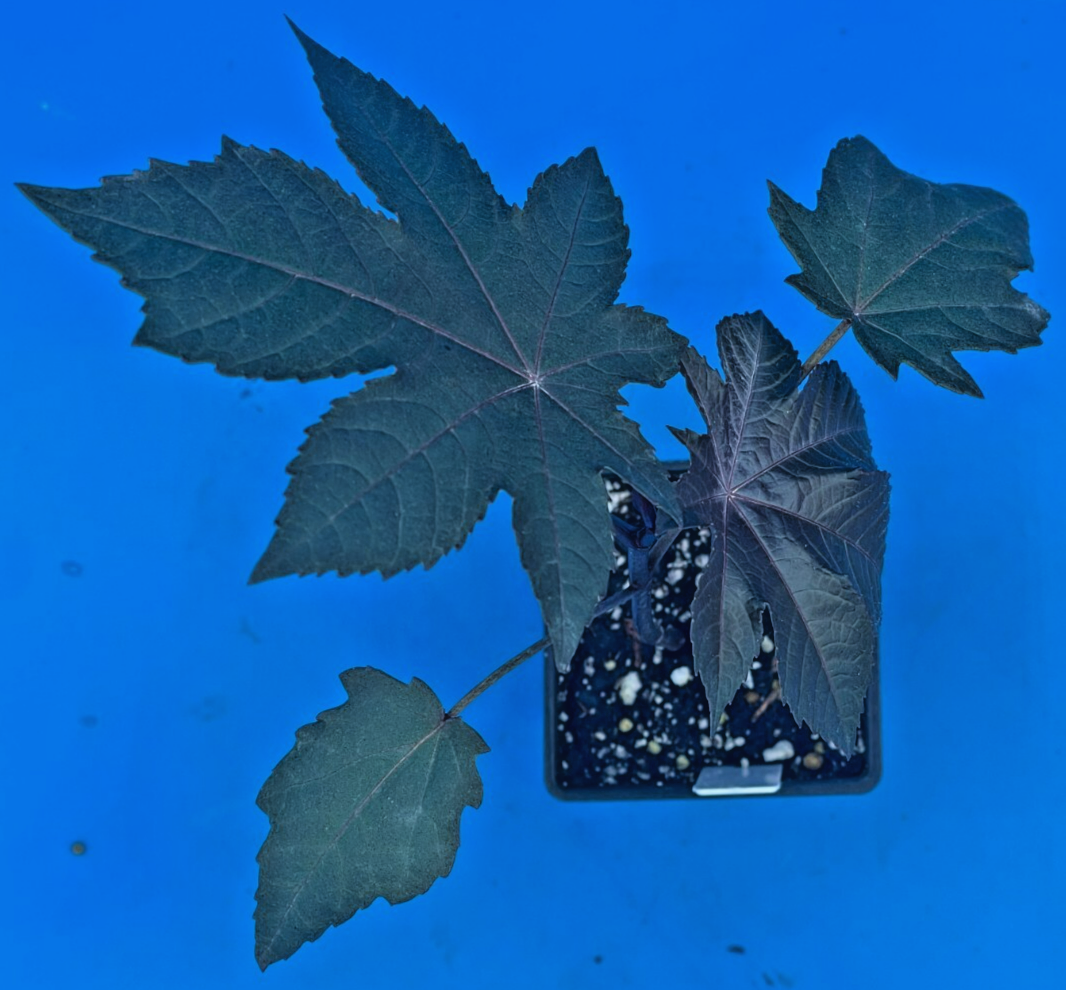 Castor, New Zealand Purple Live Plant 3" Starter Pot - R. communis