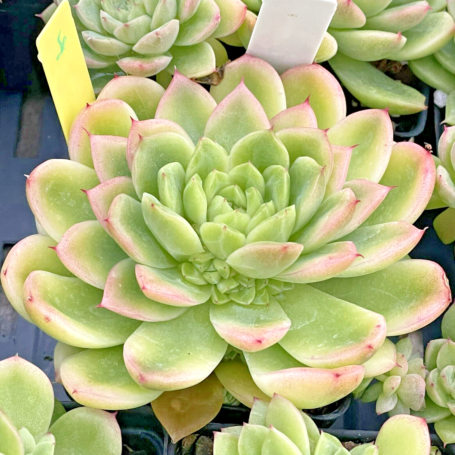 Echeveria Lucidum 'Roman' - Hens And Chicks - Makes Pups! Grown in 3.5” pot