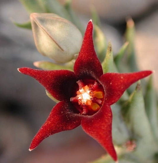 Orbea Semitubiflora 3.5" Potted Plant - Well Rooted - No Ship to Cali or Arizona