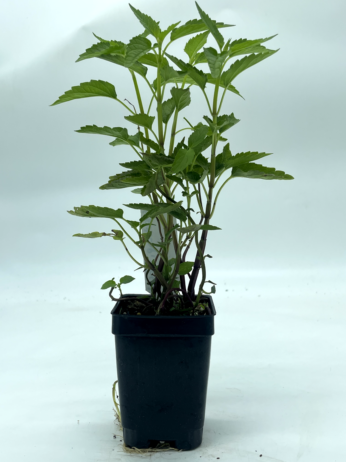 Mad Dog Skullcap Live Plant 3" Starter Pot - Scutellaria lateriflora
