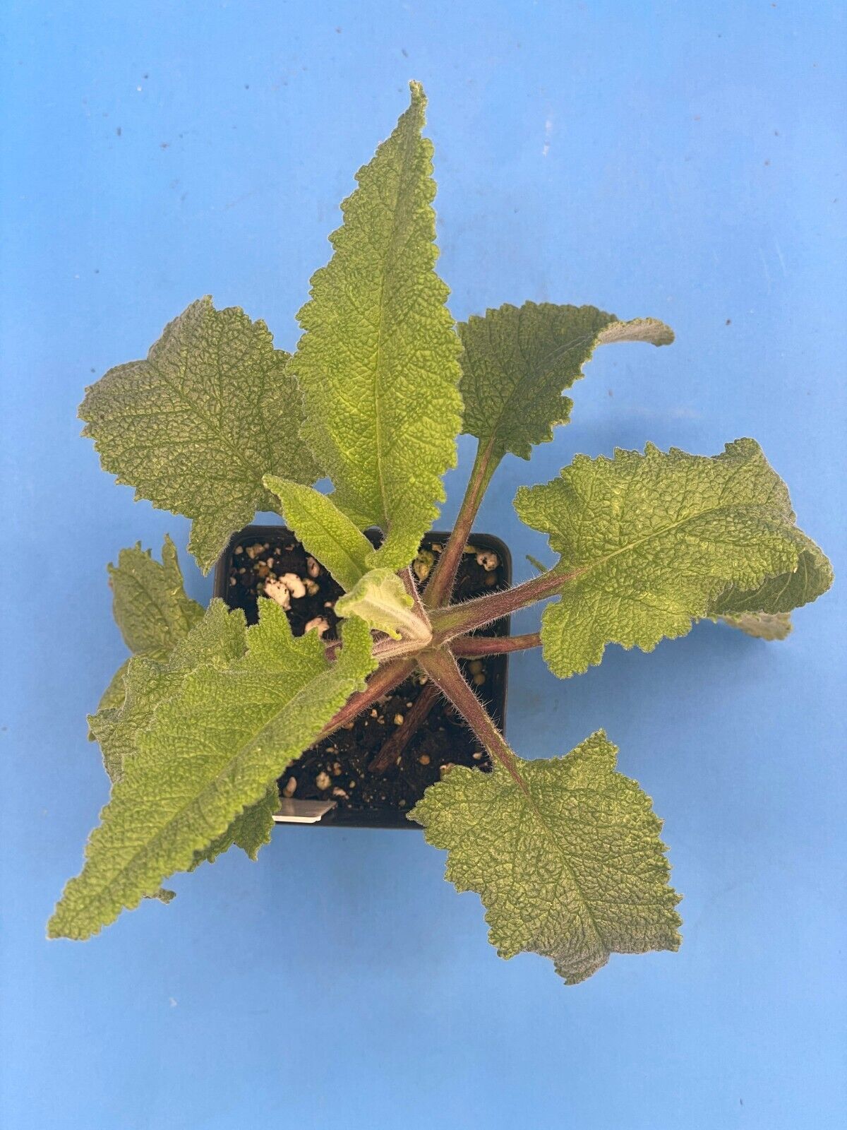 Pitcher Sage Starter Plant - Salvia spathacea -Amazing Pollinator Plant!