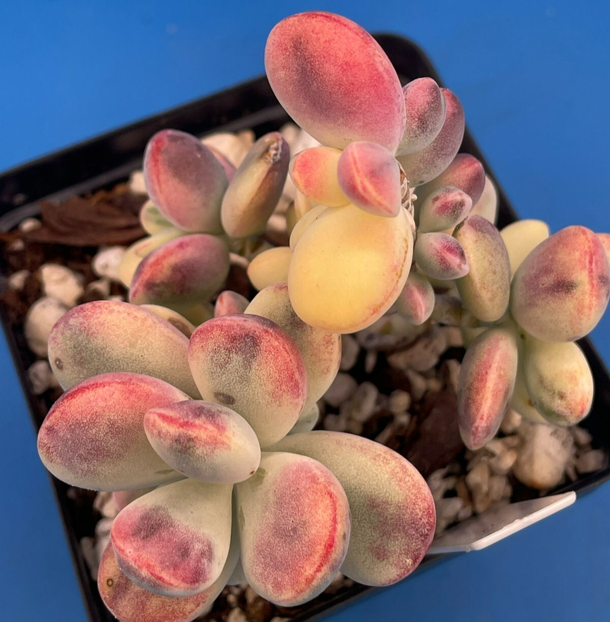 Cotyledon Orbiculata Var Oophylla f. Variegata! EXACT PLANT! Rare! 3.5" Pot (1)