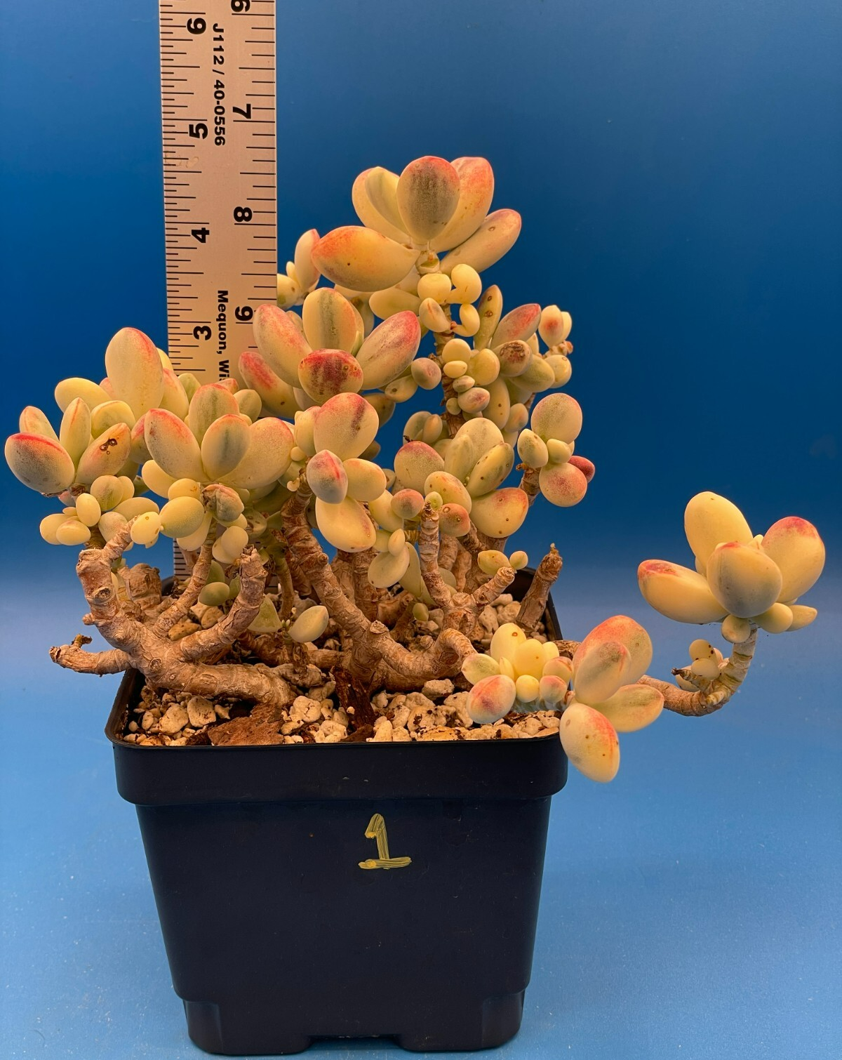 Cotyledon Orbiculata Var Oophylla f. Variegata! EXACT PLANT! Rare! 4.5" Pot (1)