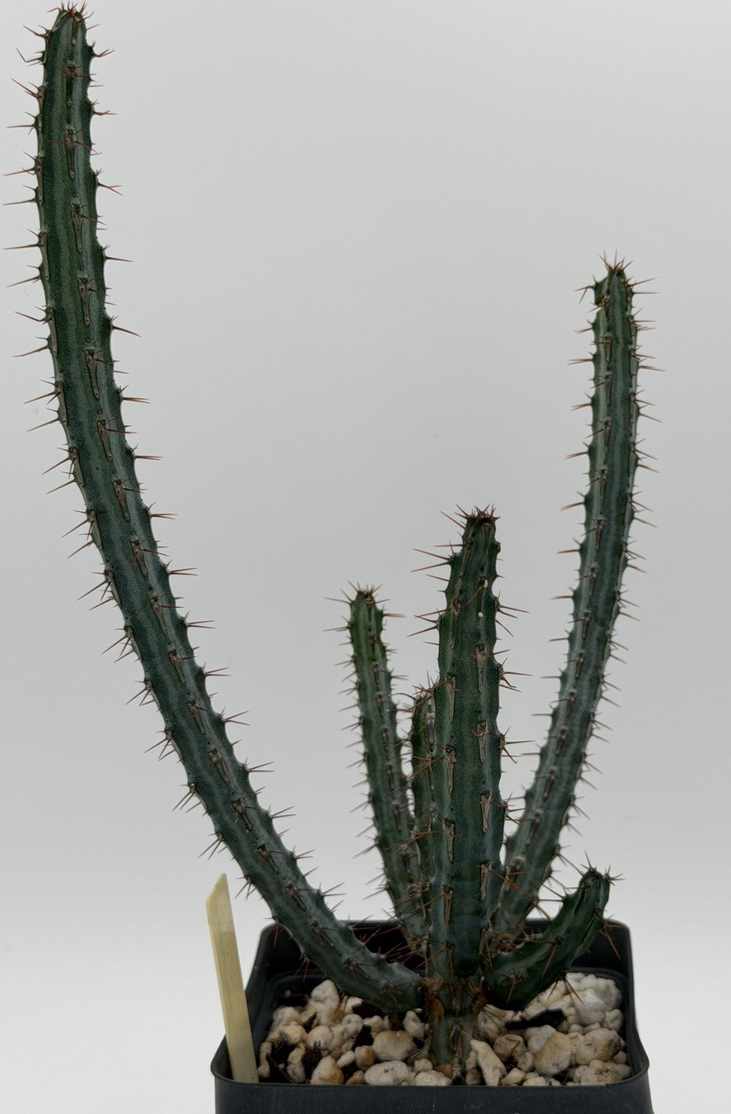Euphorbia Louwii - 3.5 Inch Pot - Rare - Super Healthy! USA Grown!