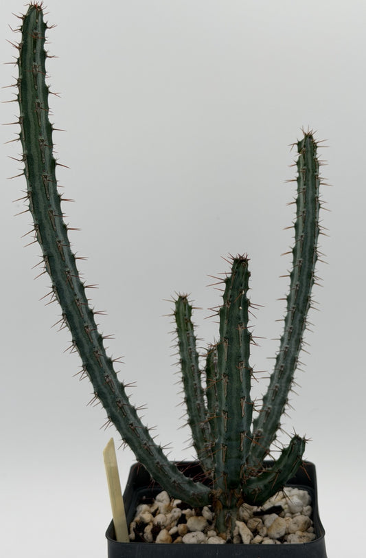 Euphorbia Louwii - 3.5 Inch Pot - Rare - Super Healthy! USA Grown!