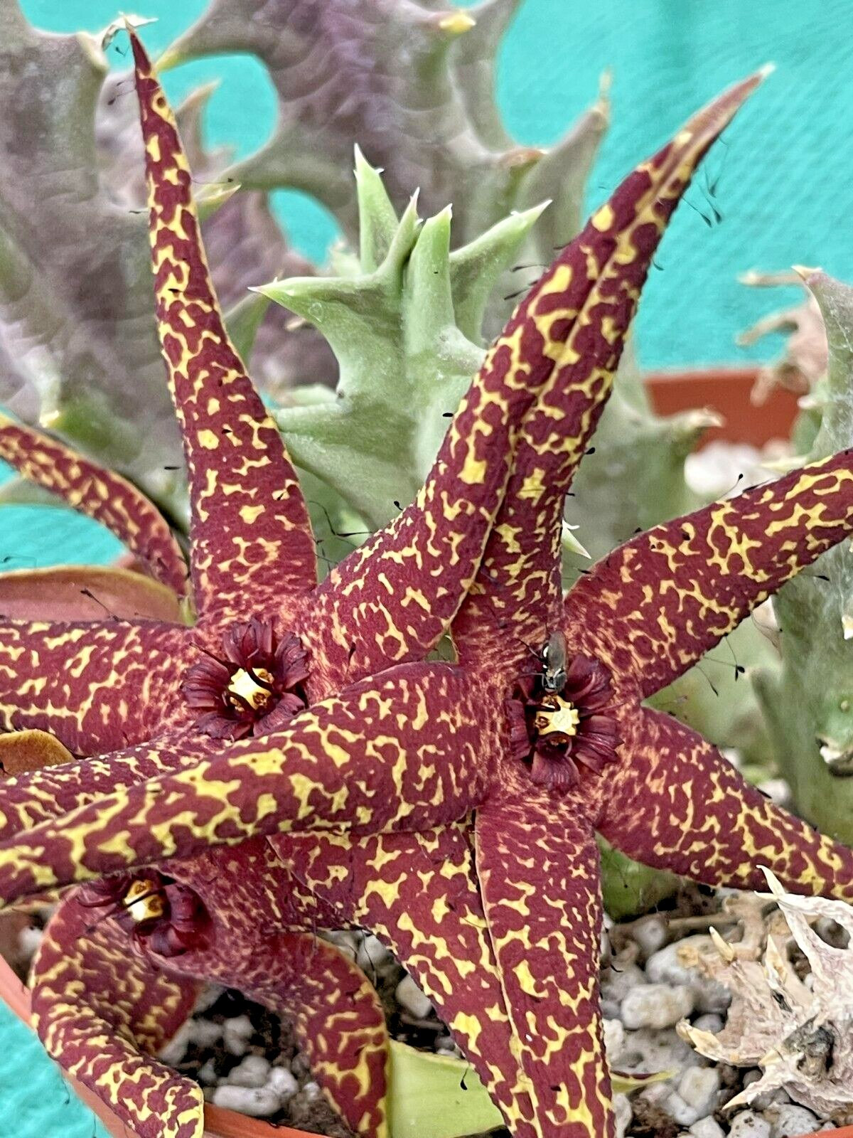 Orbea Lutea Var. Vaga  3.5" Pot WELL ROOTED!