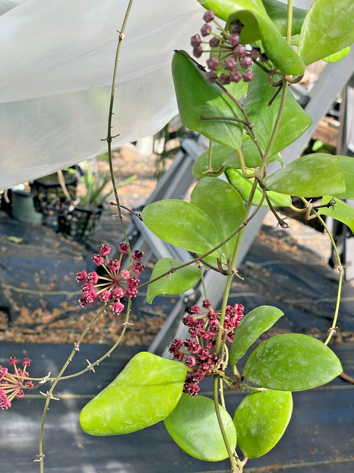 Hoya Lucardenasiana RARE! Exact Plant! Rooted - Grown In 5.5" pot - Very Healthy