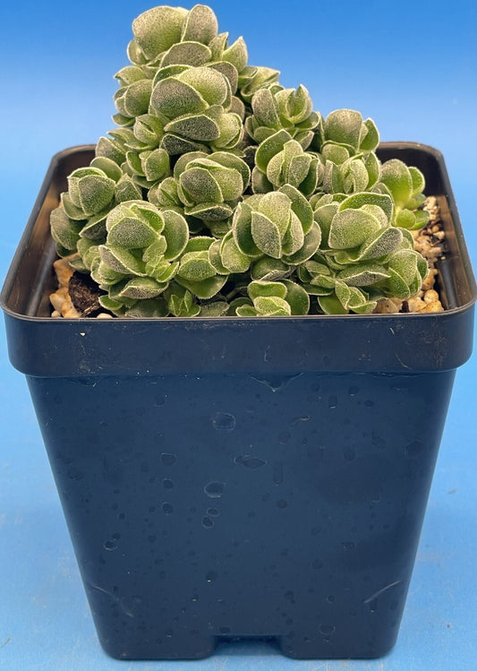 Crassula Pangolin RARE Crassula Hybrid - Ships in 3.5” pot (Y1)
