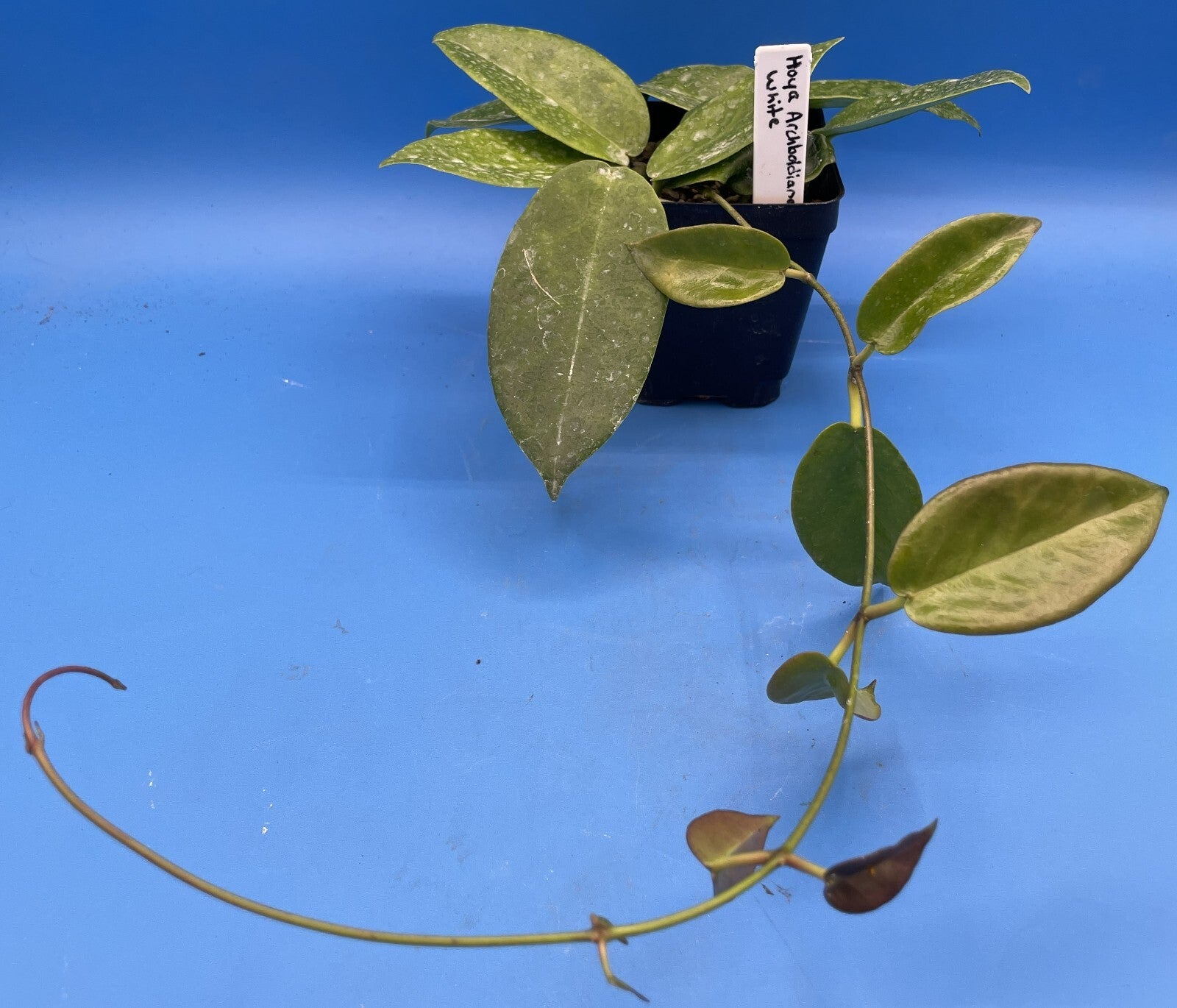 Hoya Archboldiana White Fully Rooted Grown In 3.5" pot - SO HEALTHY!