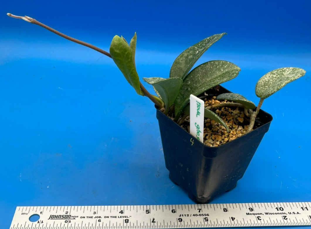 Hoya Carnosa ' Nova Ghost ' - 3.5 Inch Pot Super Healthy and Fully Rooted! (4)