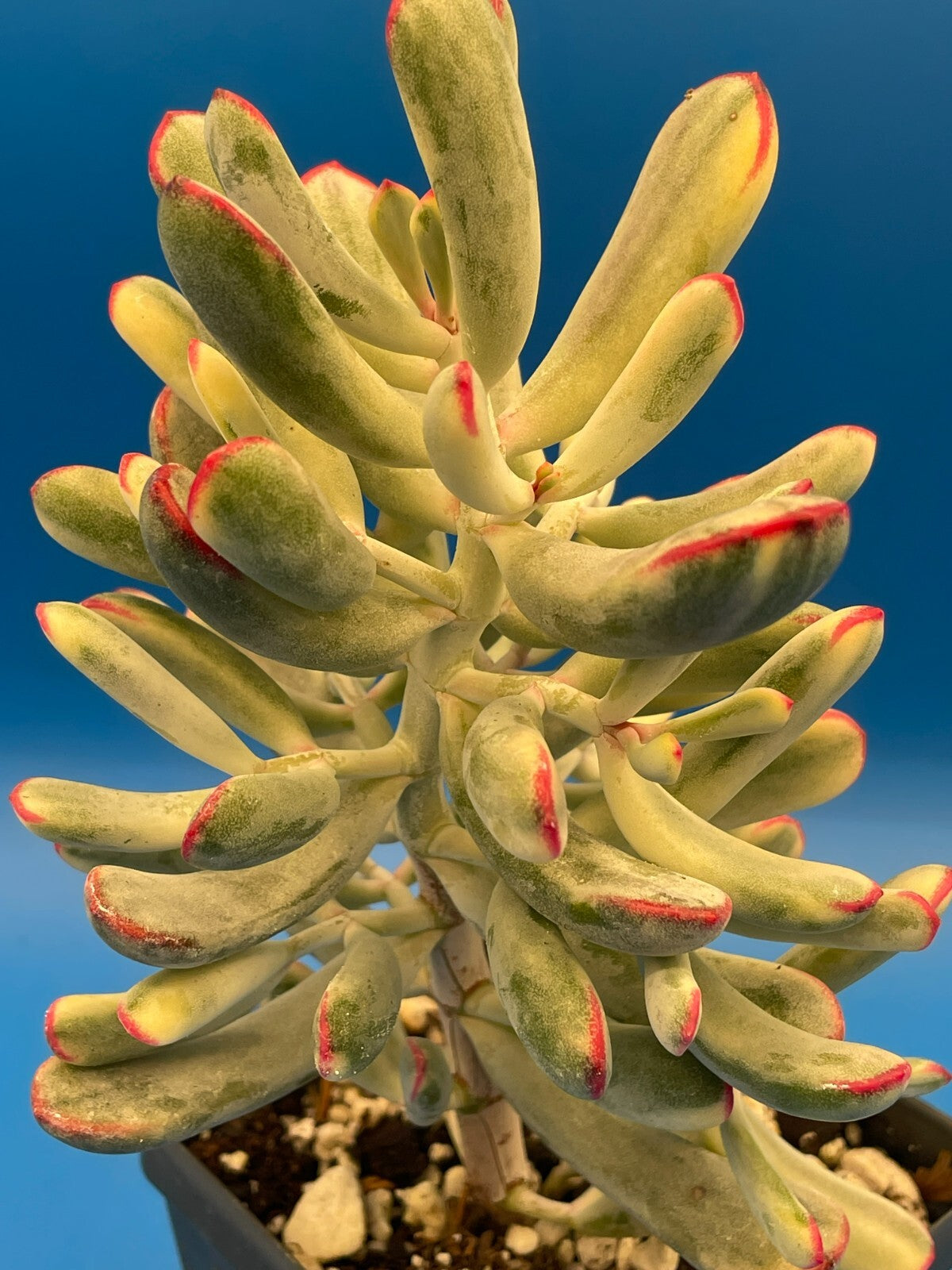 Cotyledon Orbiculata Flanaganii f. variegata! EXACT PLANT! Rare! 3.5" Pot (2)