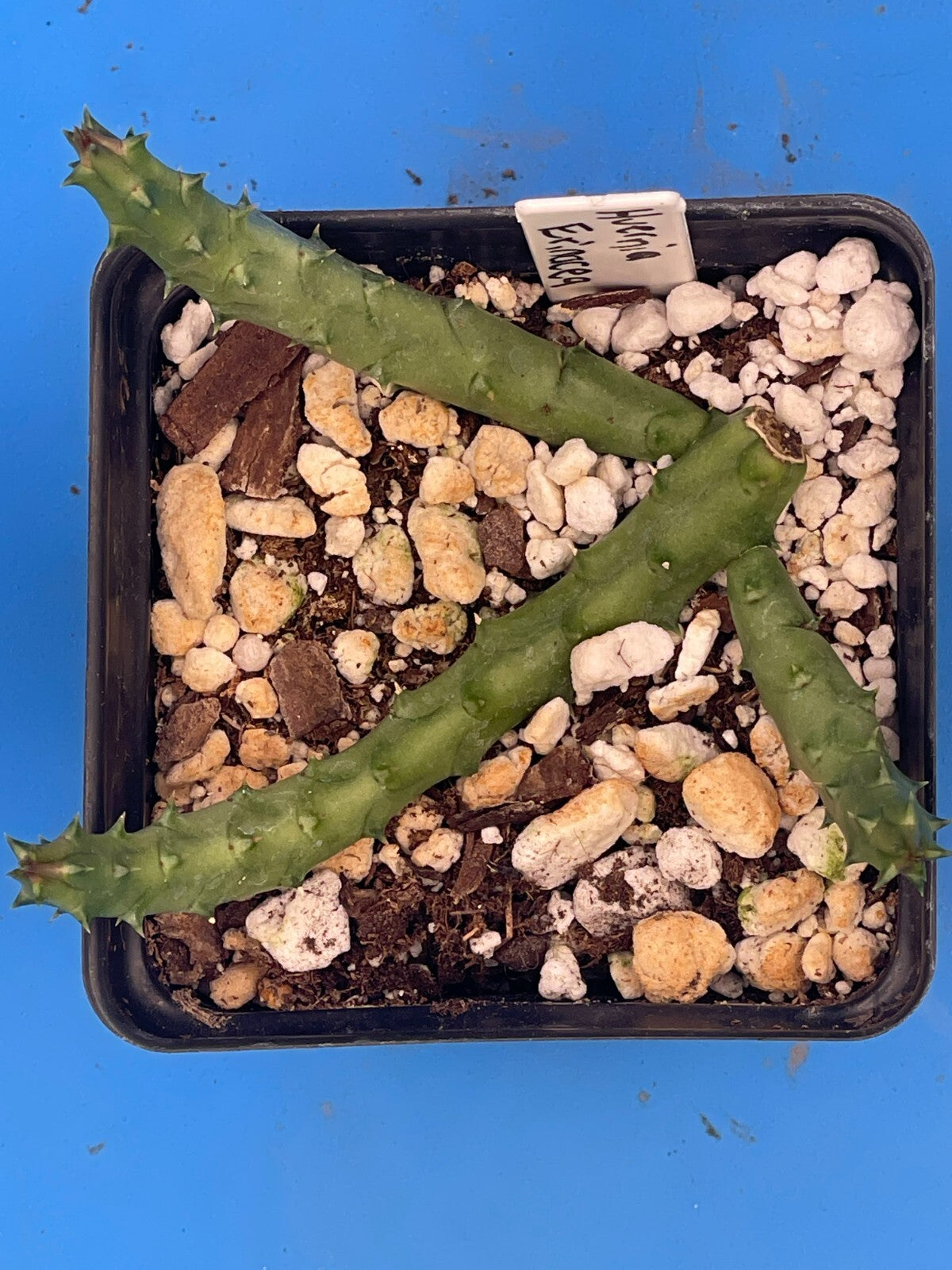 Huernia Erinacea ROOTED And Growing In 3.5" Pot