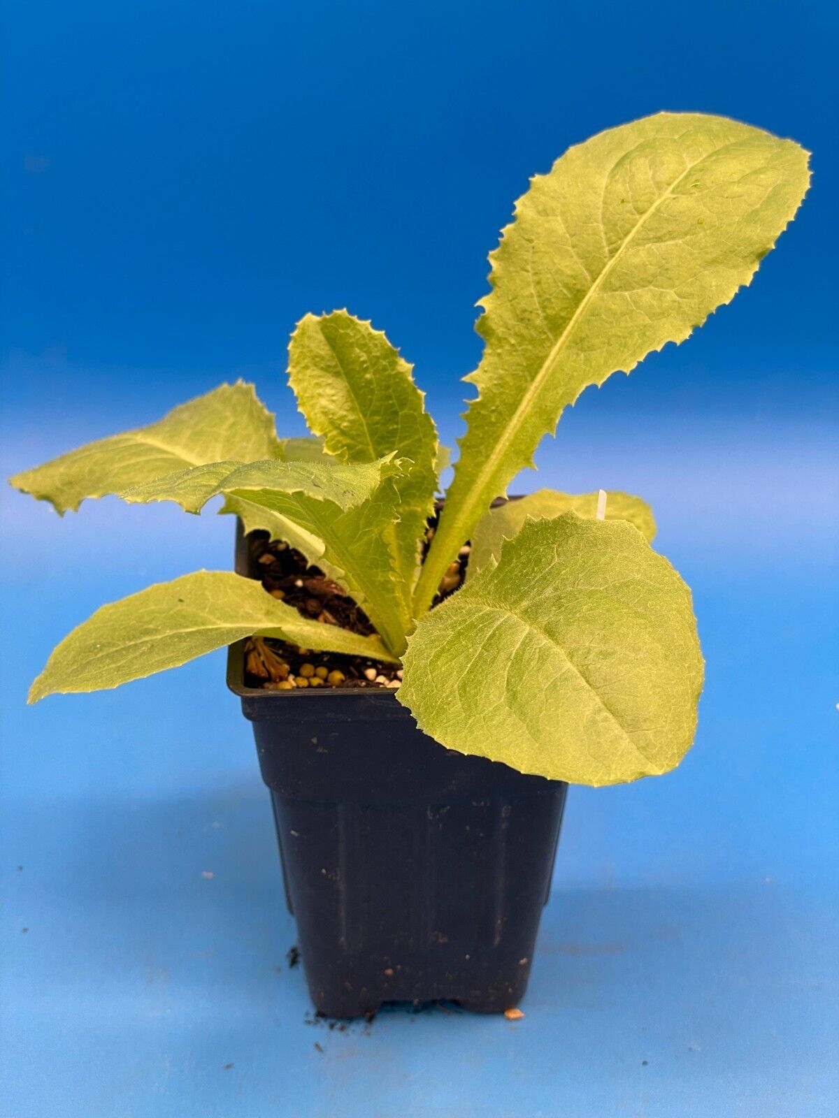 Wild Lettuce Live Plant 3" Starter Pot - Lactuca virosa