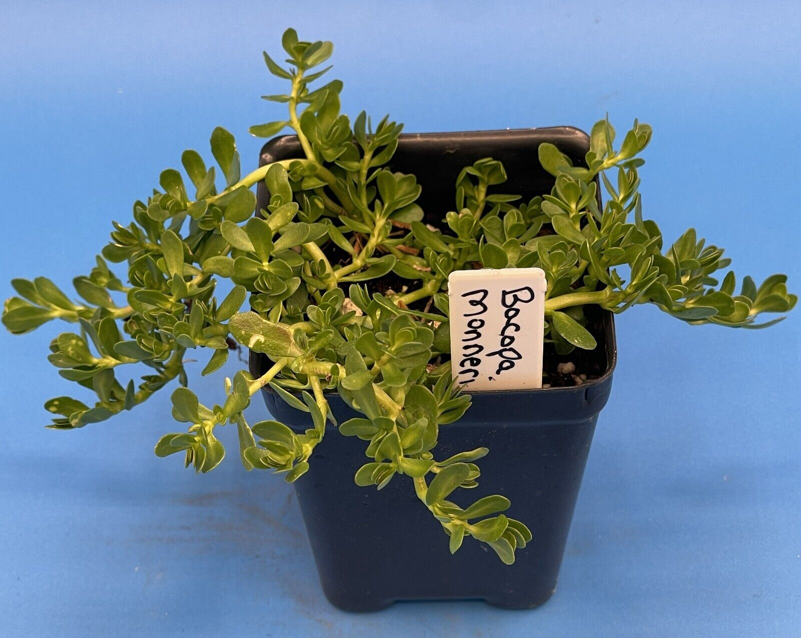 Brahmi 3" Starter Plant - Bacopa Monnieri