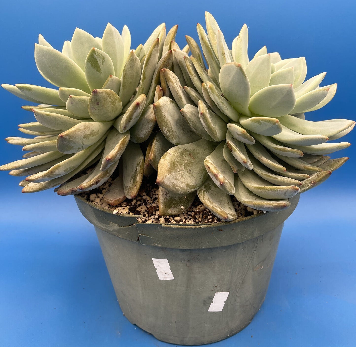 Echeveria Orange Monroe - Hens And Chicks - Huge Plant With Two Heads!