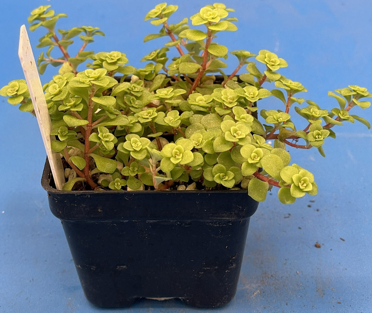 Sedum Ogon - Ships in 3” pot - Rock Gardens, Hanging Baskets, Ground Cover