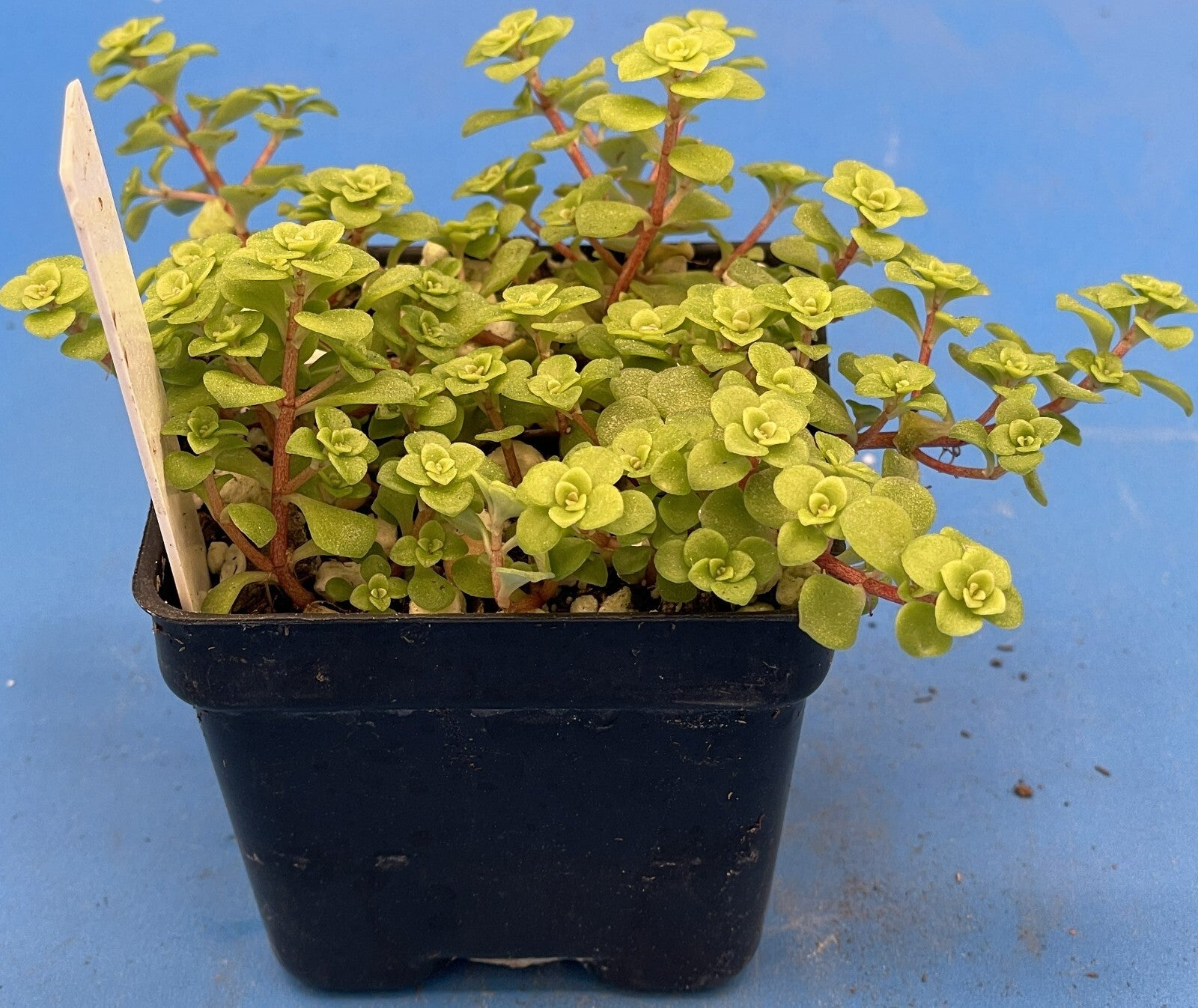 Sedum Ogon - Ships in 3” pot - Rock Gardens, Hanging Baskets, Ground Cover