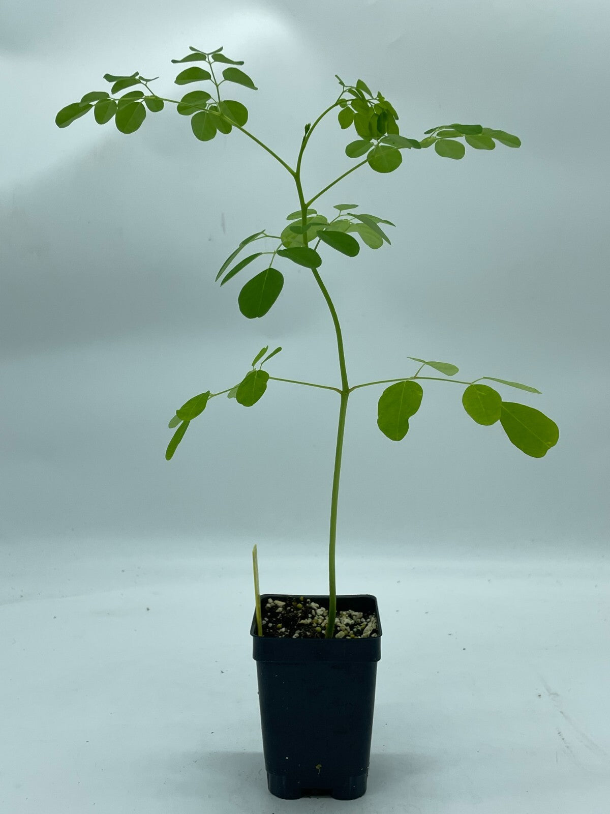 Moringa olifera Live Plant 3" Starter Pot - Horseradish Tree SUPERfood!