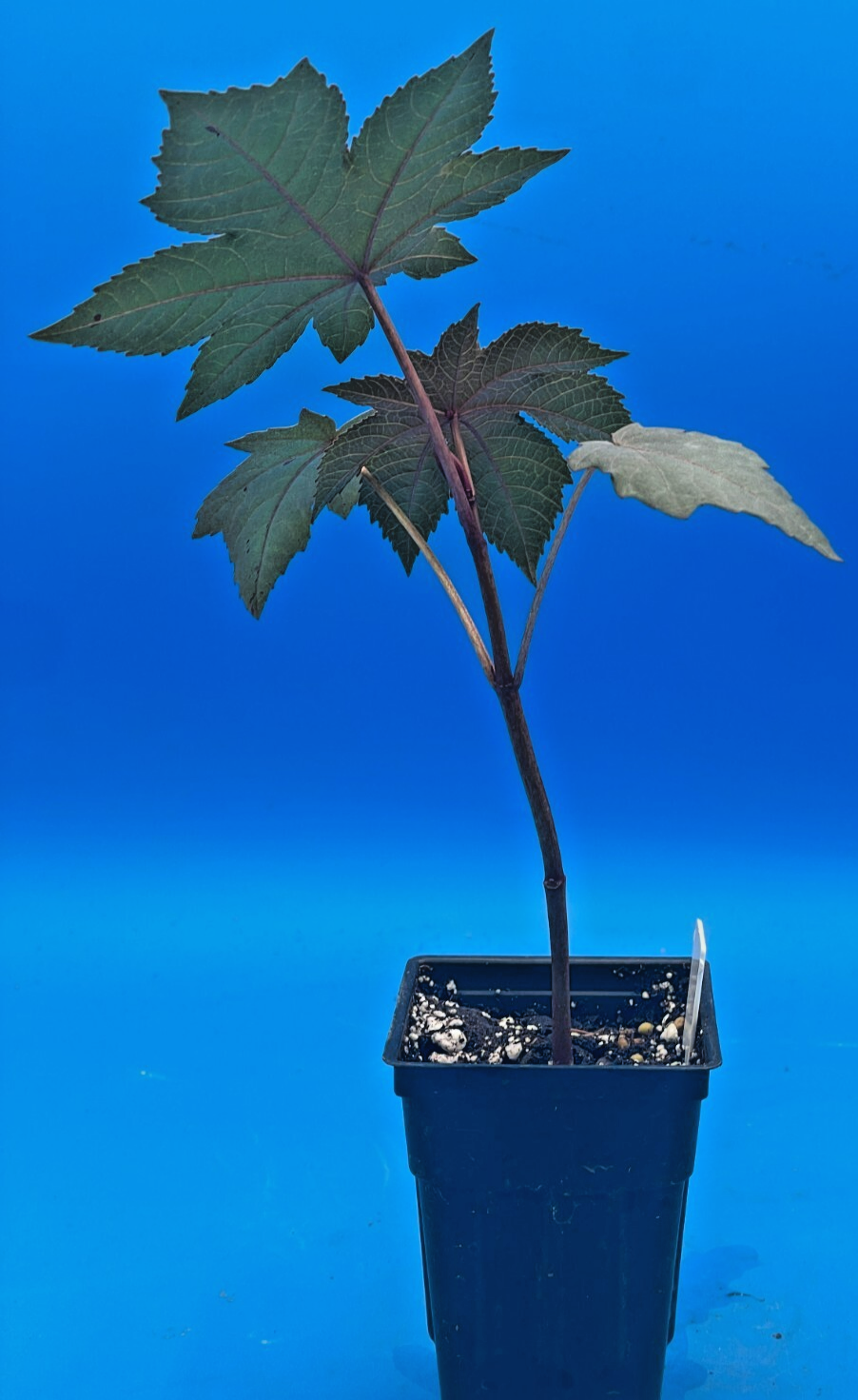 Castor, New Zealand Purple Live Plant 3" Starter Pot - R. communis