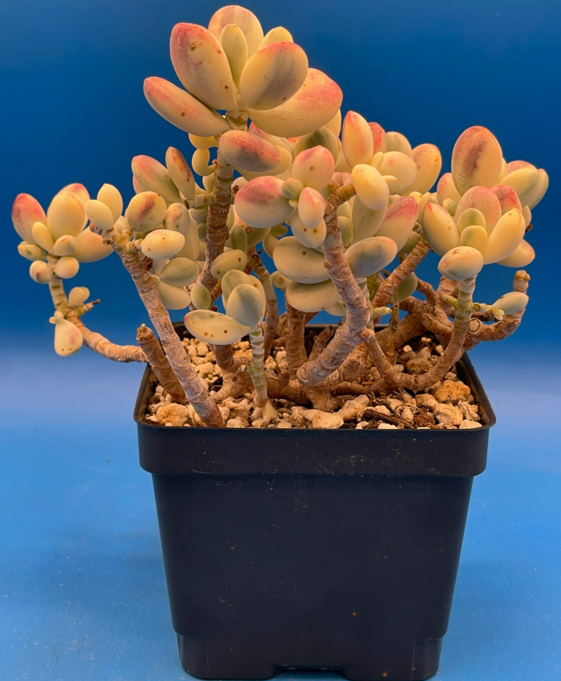 Cotyledon Orbiculata Var Oophylla f. Variegata! EXACT PLANT! Rare! 4.5" Pot (1)